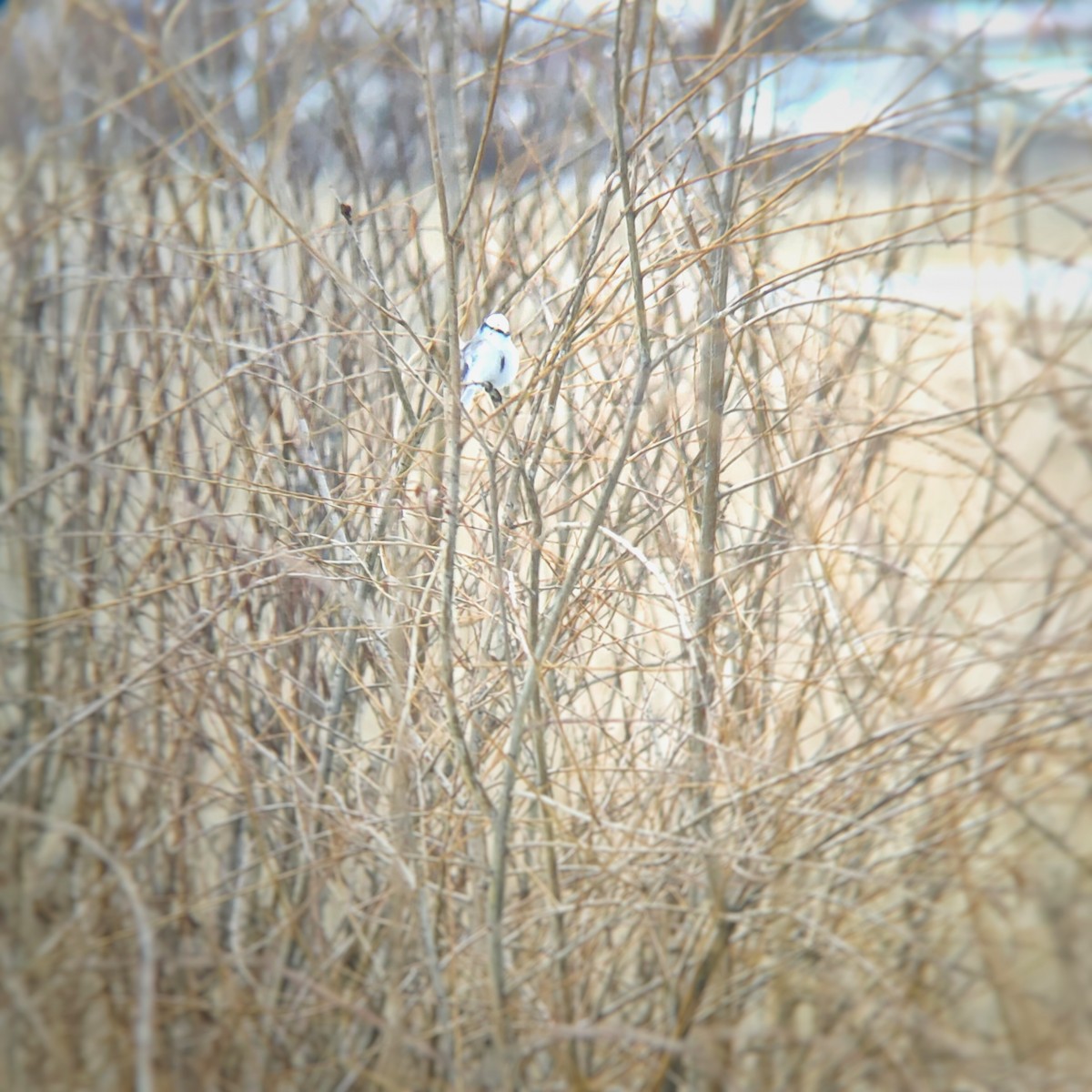 Белая лазоревка - ML629280173