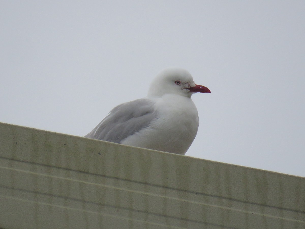 Silver Gull - ML629280174
