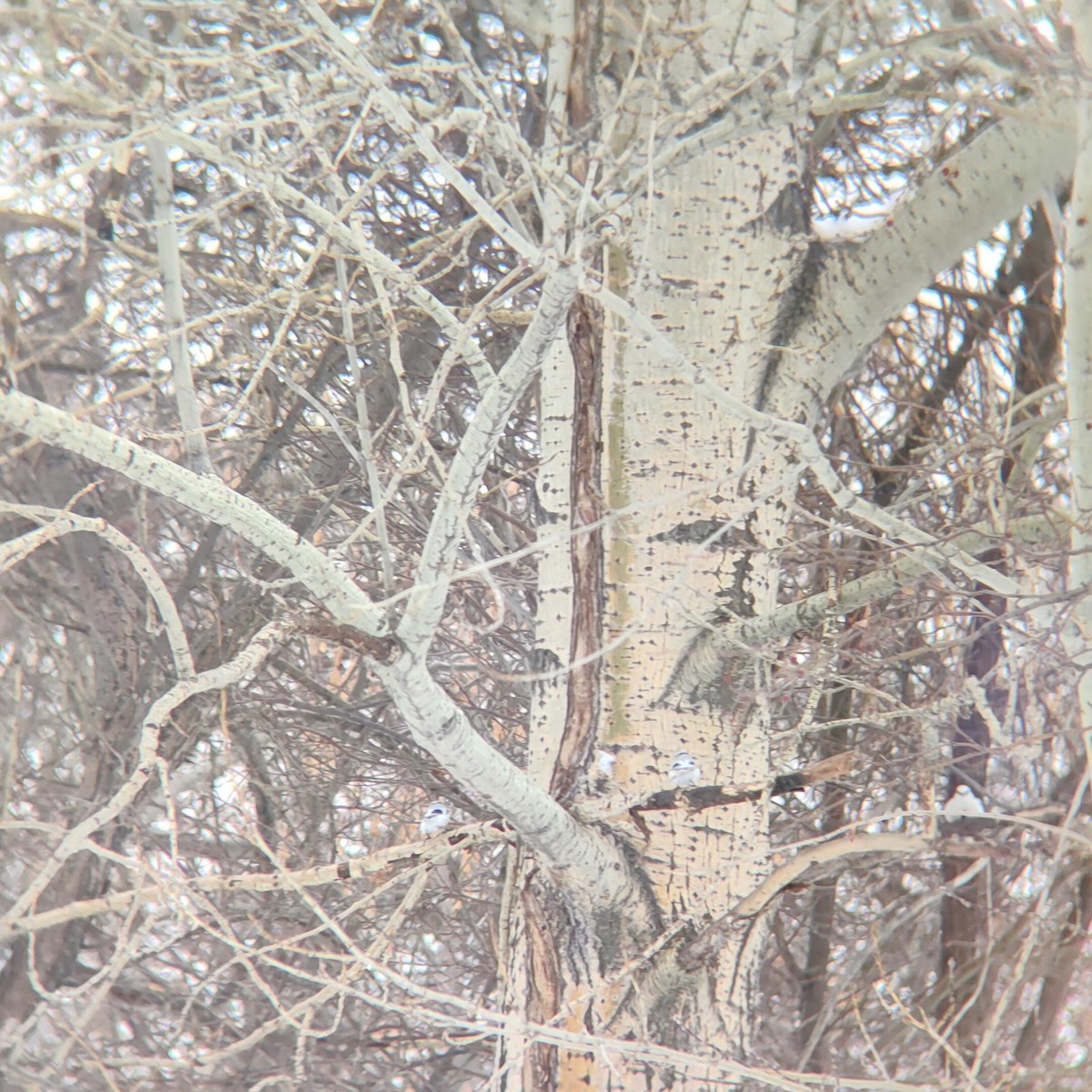 Белая лазоревка - ML629280175