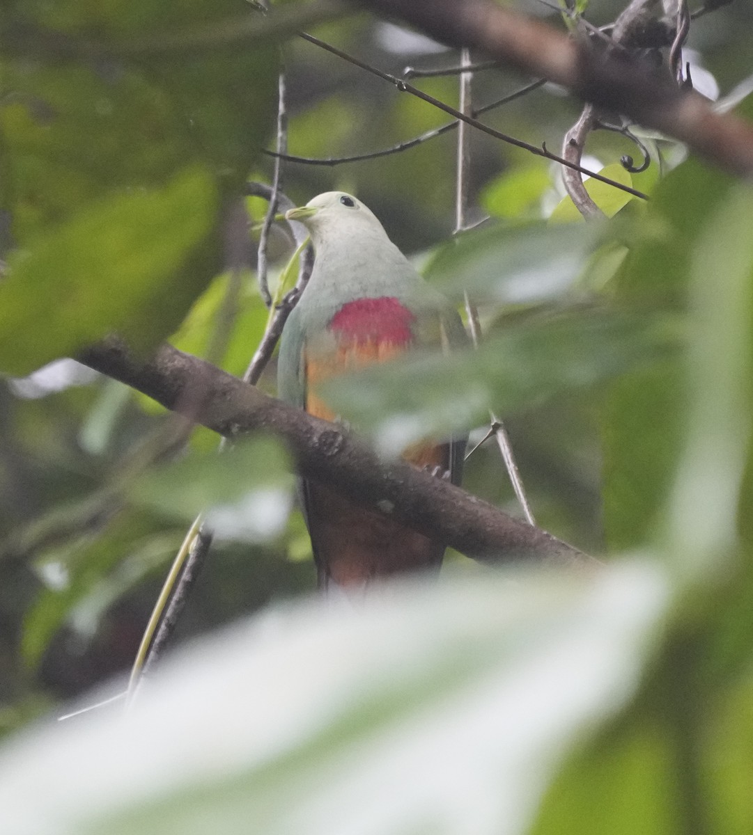Scarlet-breasted Fruit-Dove - ML629280227