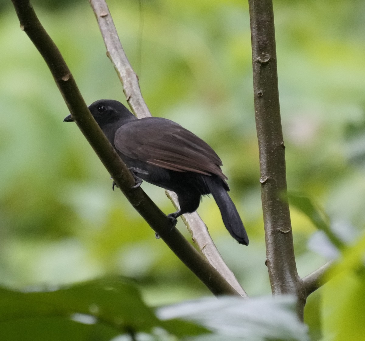 Halmahera Paradise-crow - ML629280258