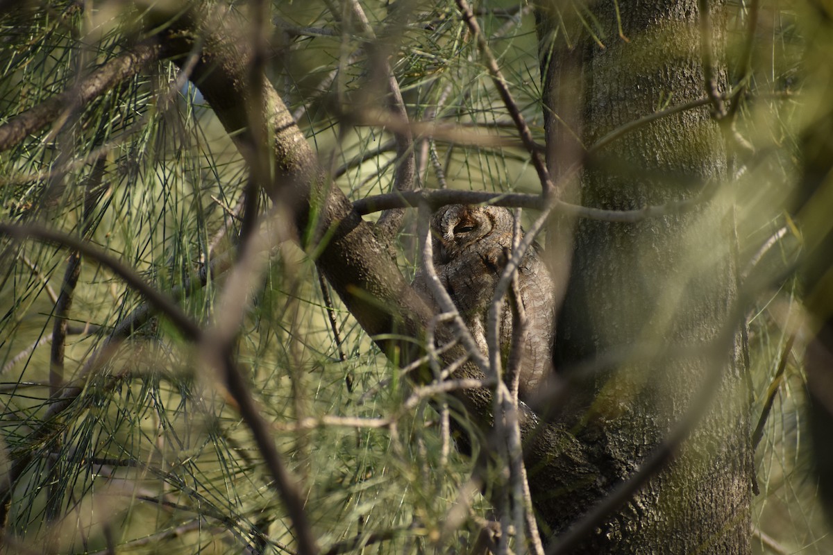 Eurasian Scops-Owl - ML629280277