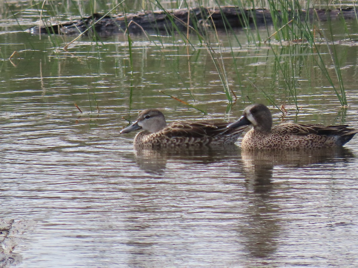 Blue-winged Teal - ML629280317