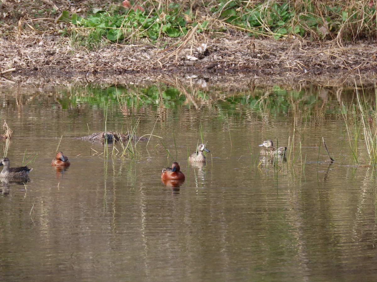 Cinnamon Teal - ML629280356