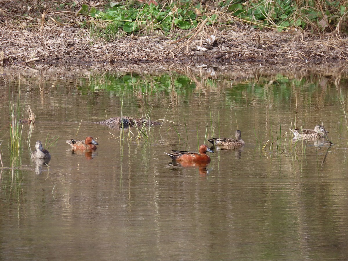 Cinnamon Teal - ML629280357