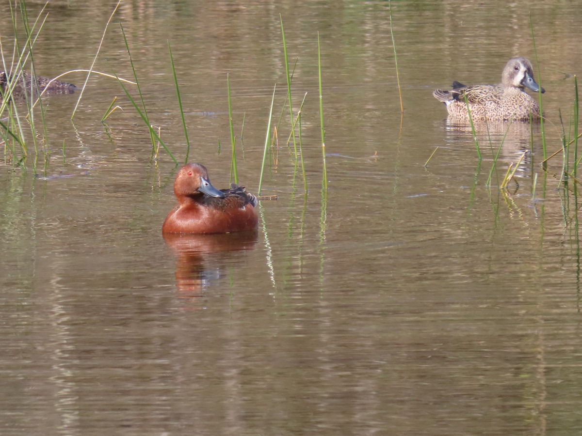 Cinnamon Teal - ML629280392