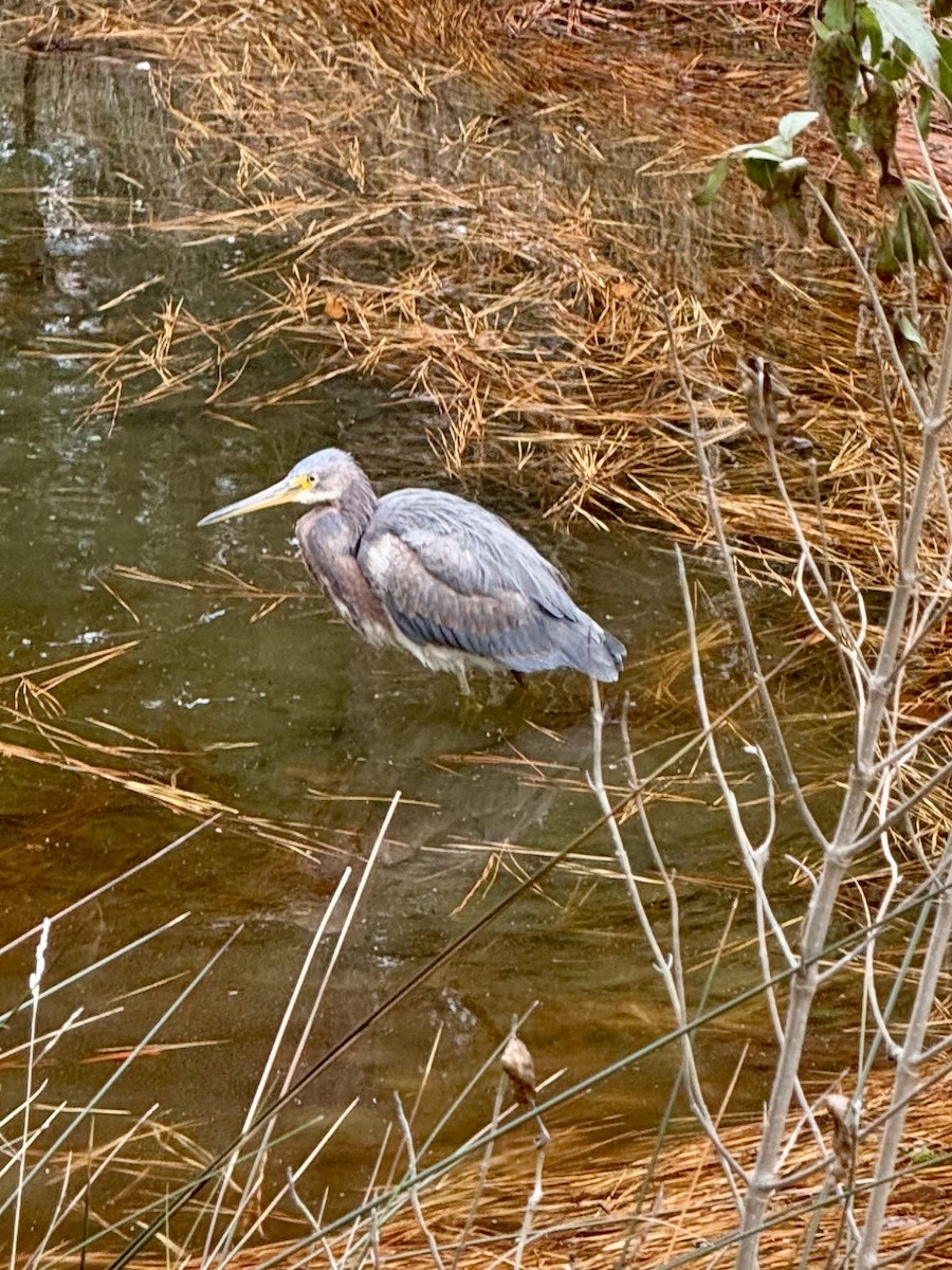 Tricolored Heron - ML629280495
