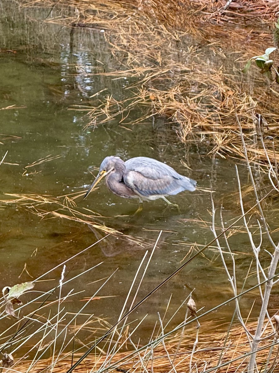 Tricolored Heron - ML629280496