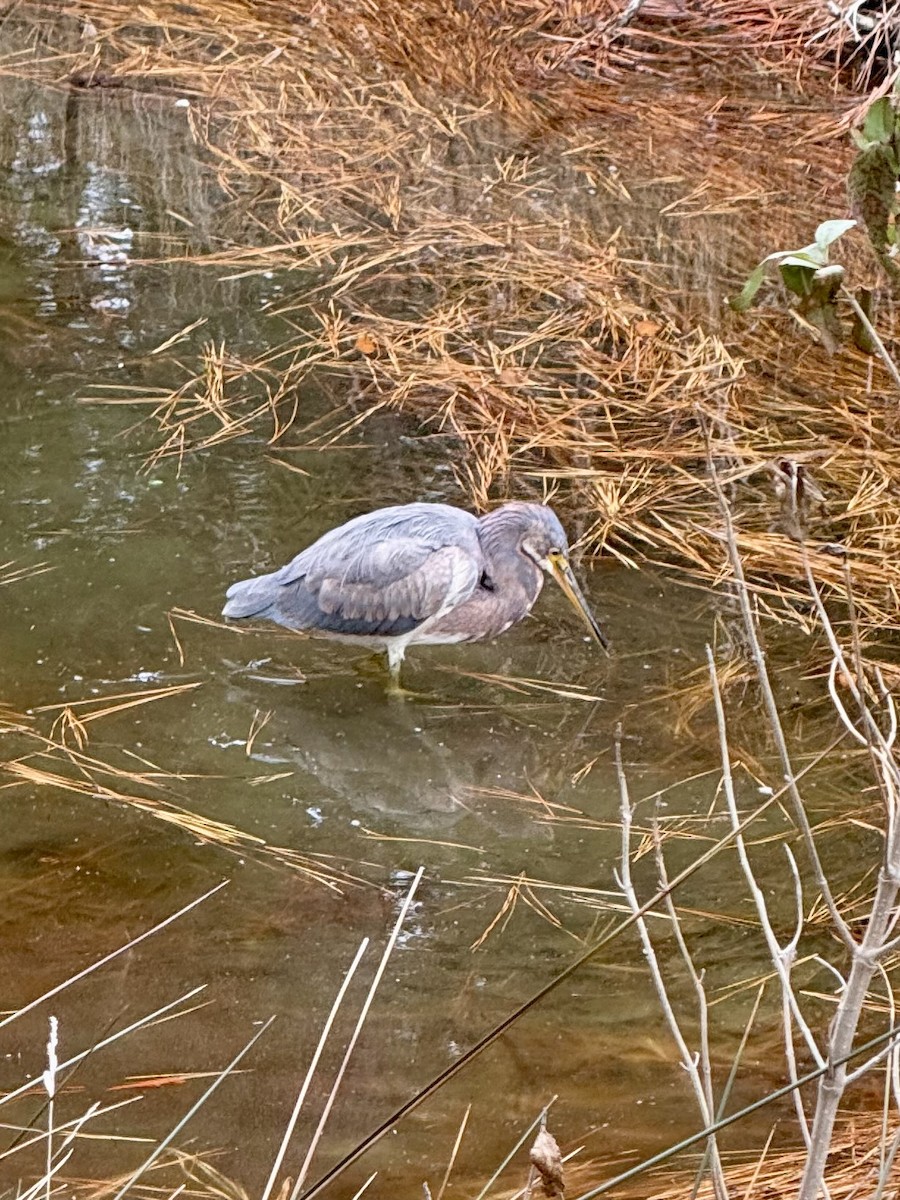 Tricolored Heron - ML629280497