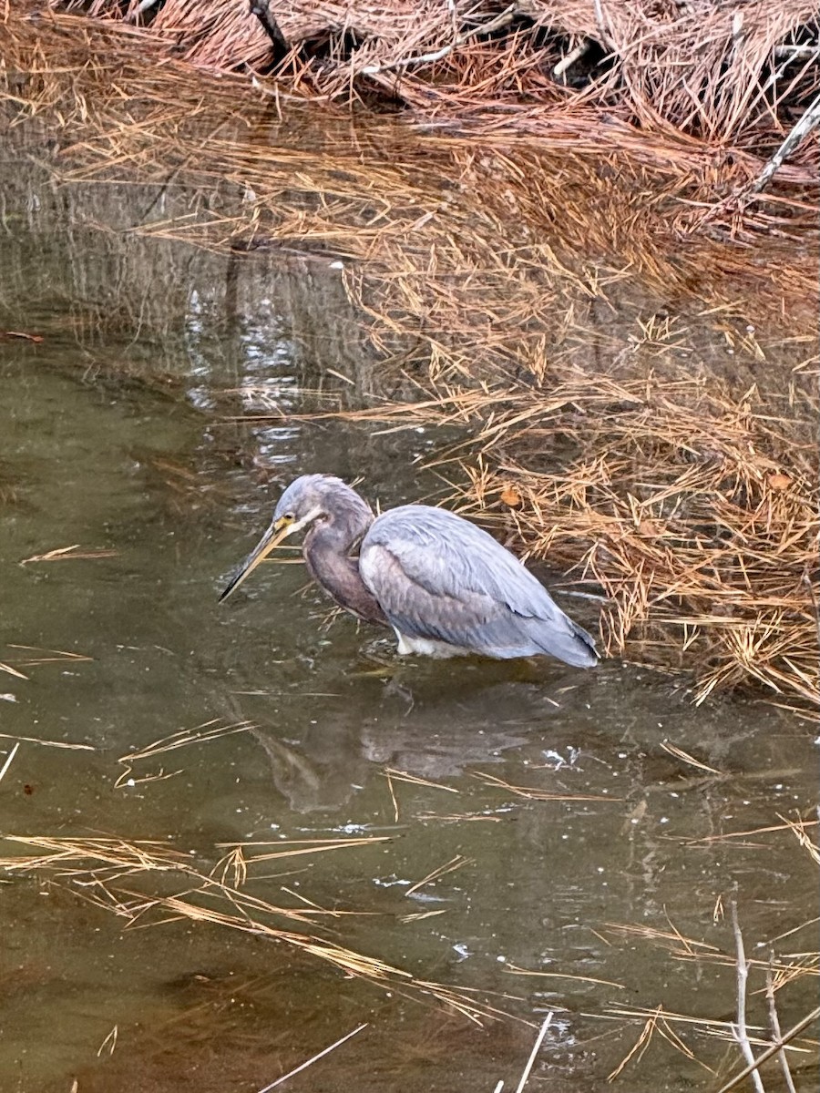 Tricolored Heron - ML629280498