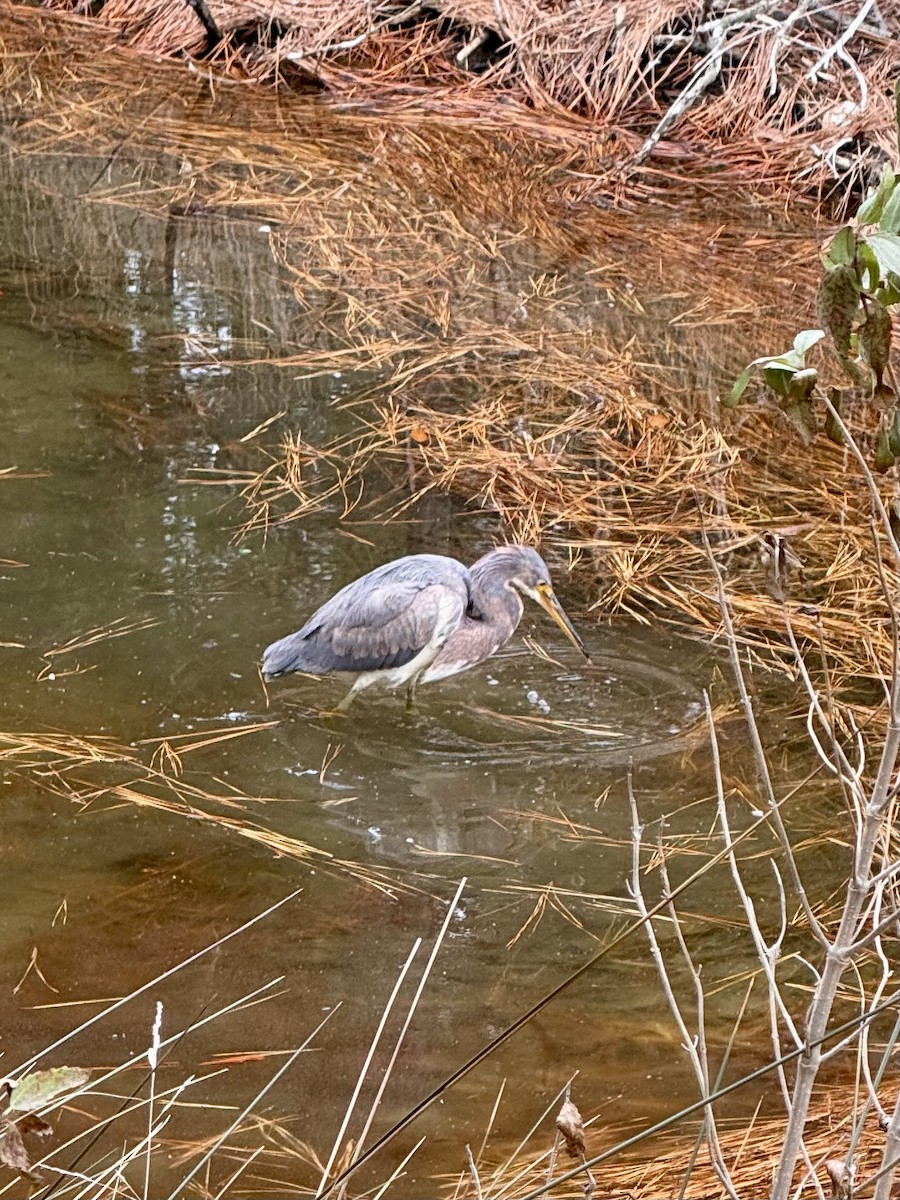 Tricolored Heron - ML629280499