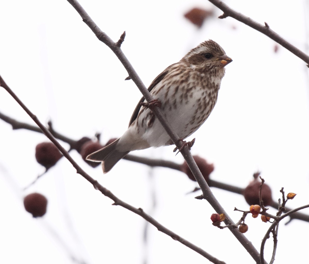 Purple Finch - ML629280524
