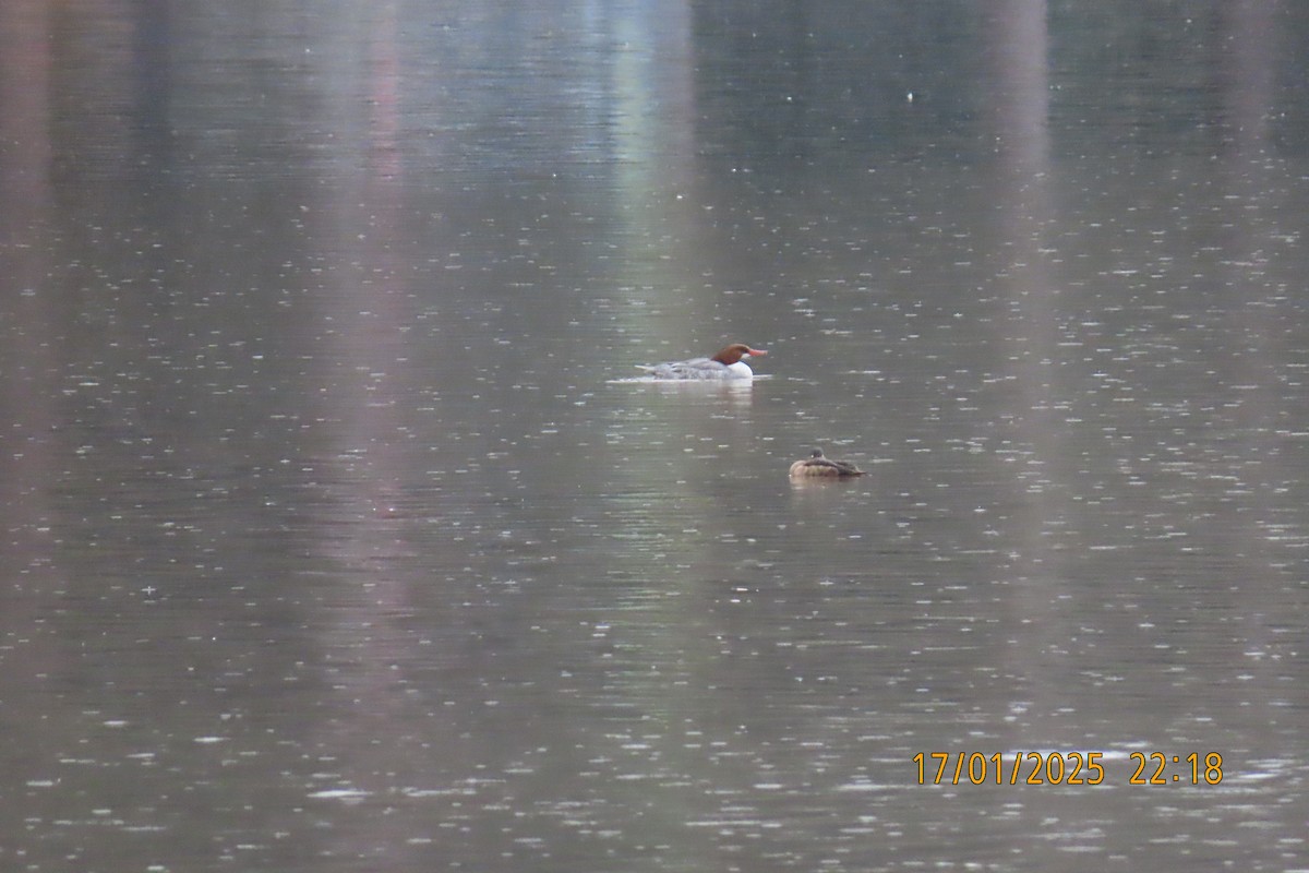 Common Merganser - ML629280578