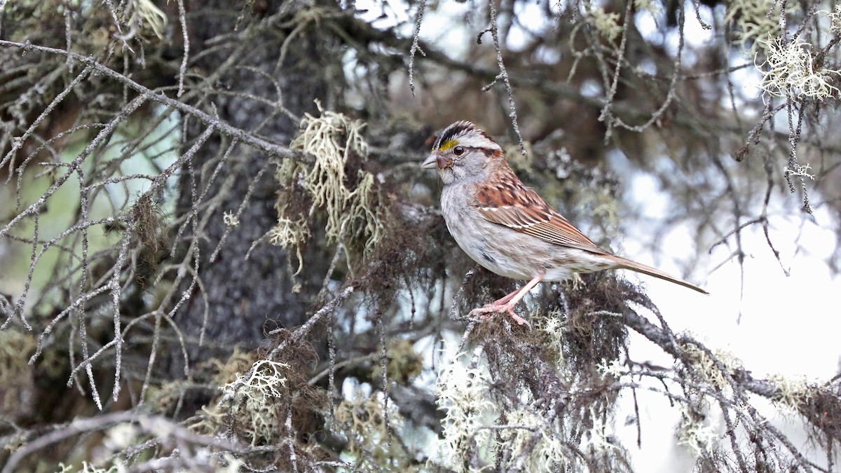 White-throated Sparrow - Daniel Jauvin