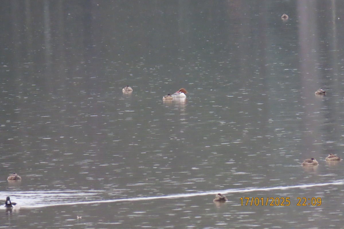 Common Merganser - ML629280637