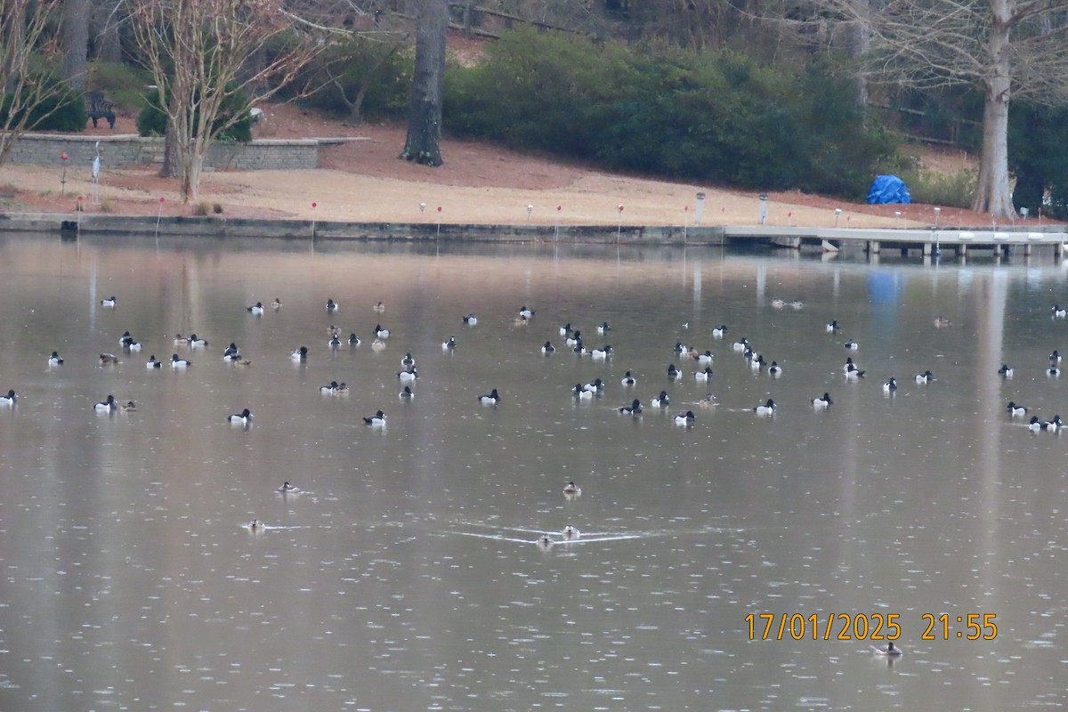 Ring-necked Duck - ML629280650