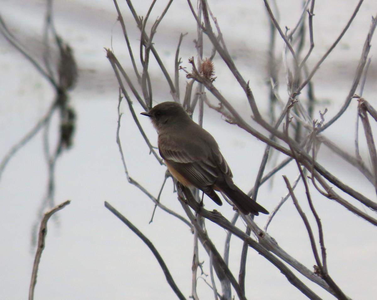 Say's Phoebe - ML629280665