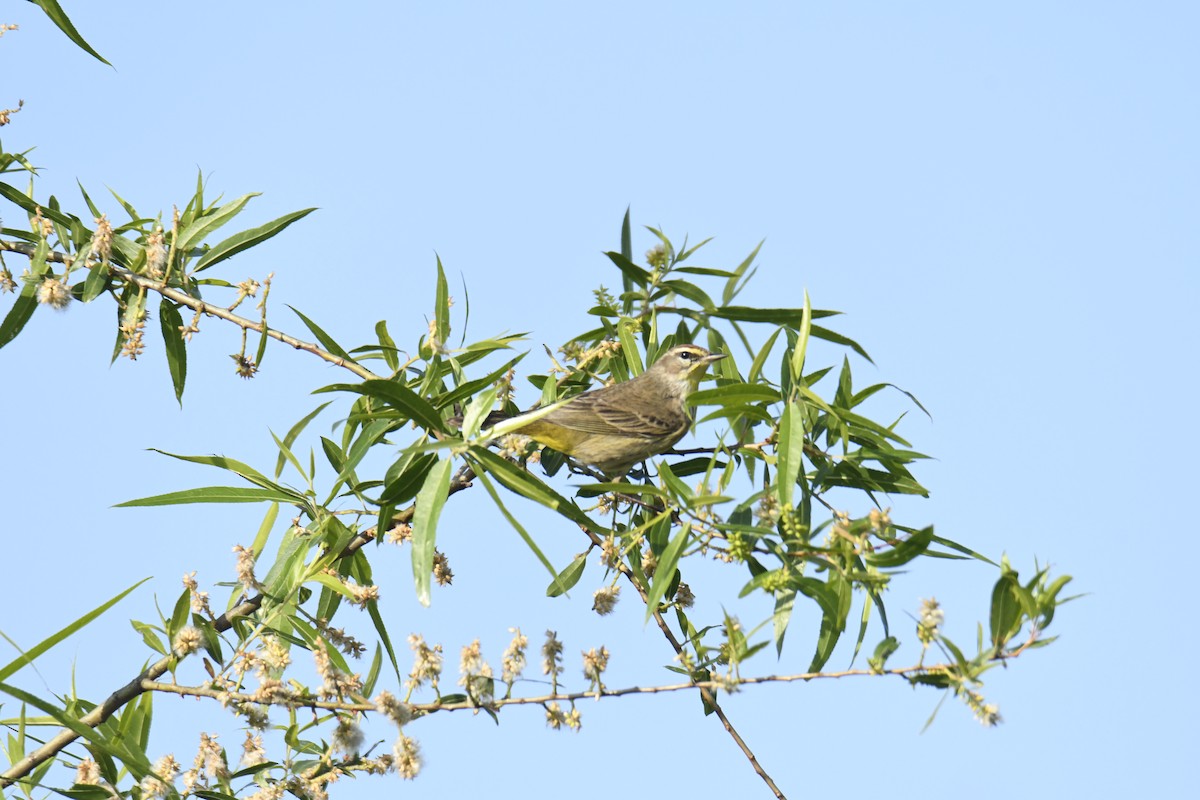 Palm Warbler - ML629280701