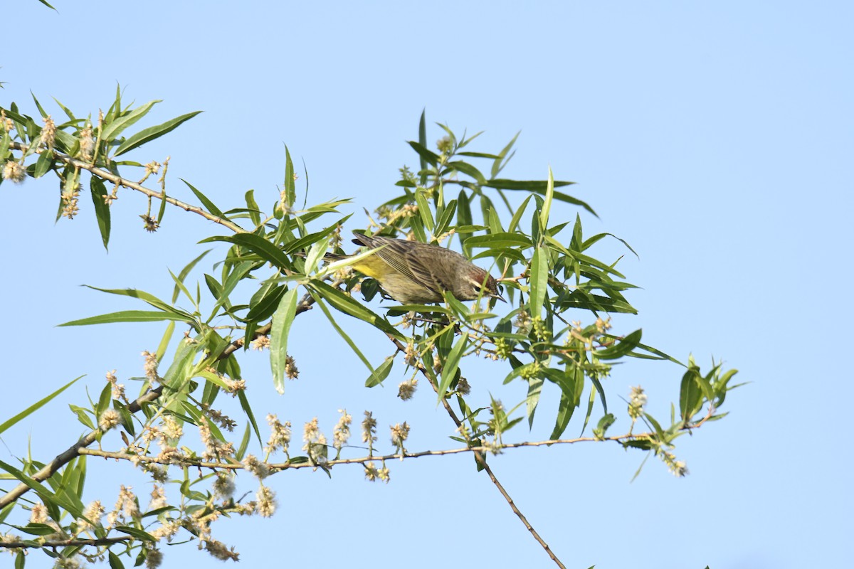 Palm Warbler - ML629280702