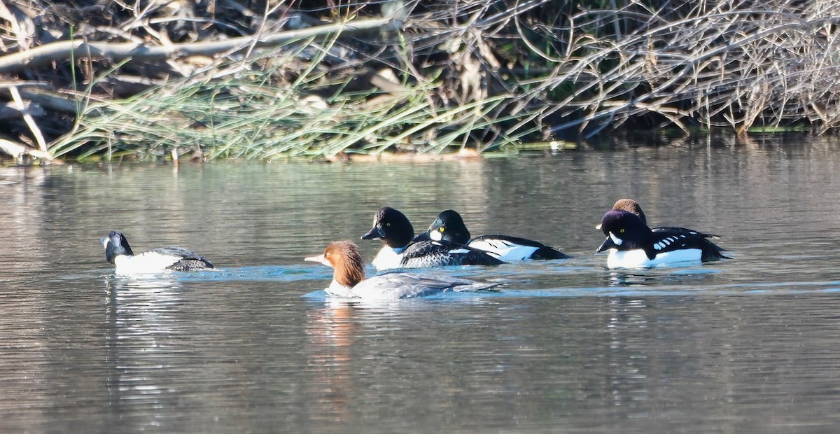Barrow's Goldeneye - ML629280712