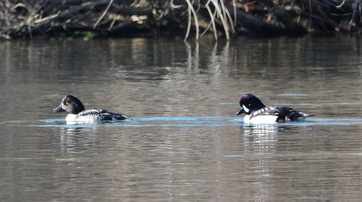 Barrow's Goldeneye - ML629280713