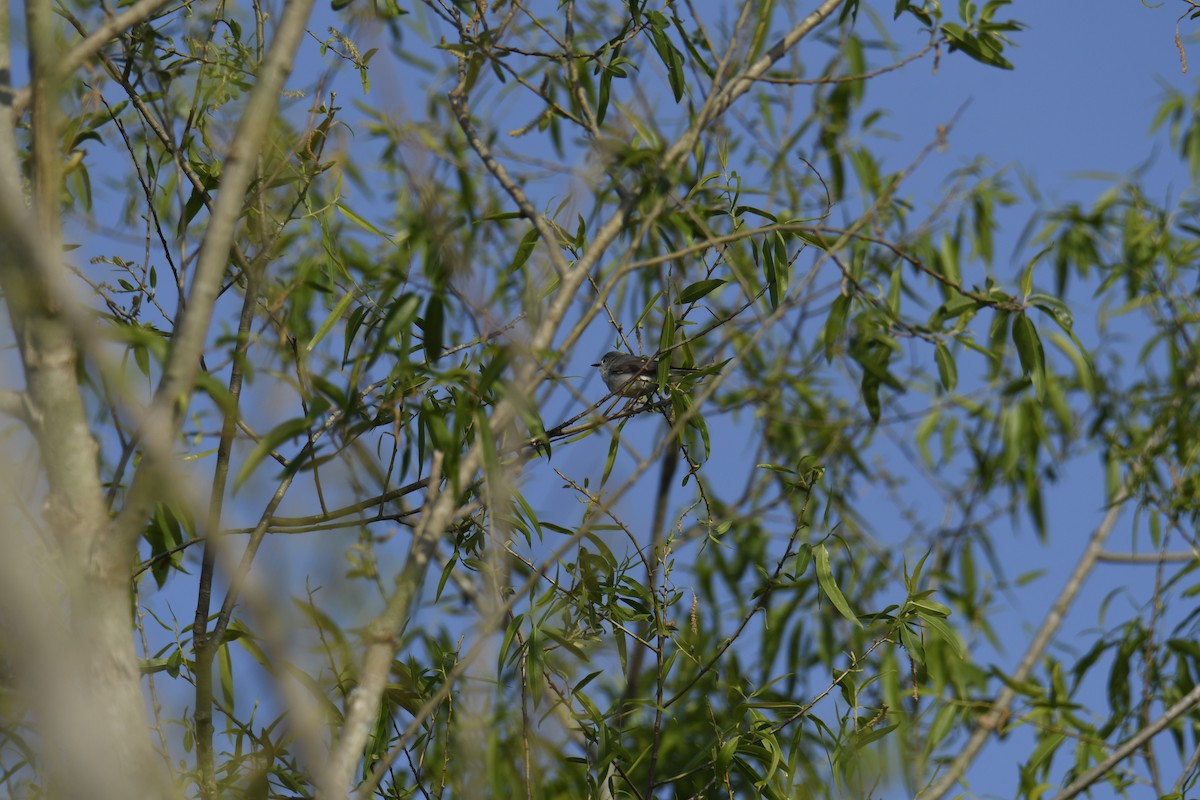 Blue-gray Gnatcatcher - ML629280748