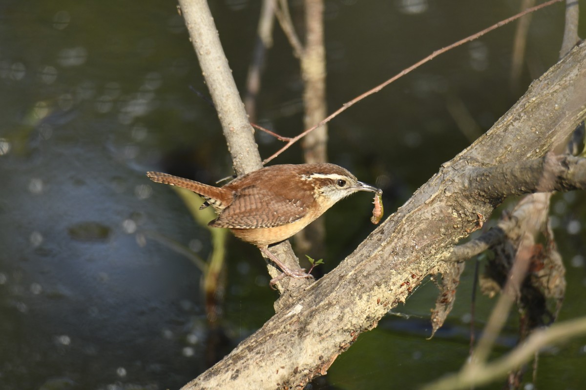 Carolina Wren - ML629280812