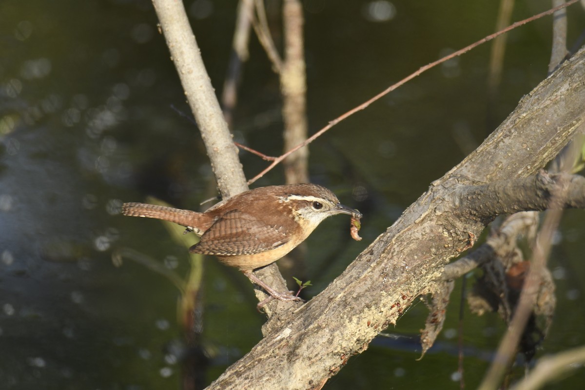 Carolina Wren - ML629280818