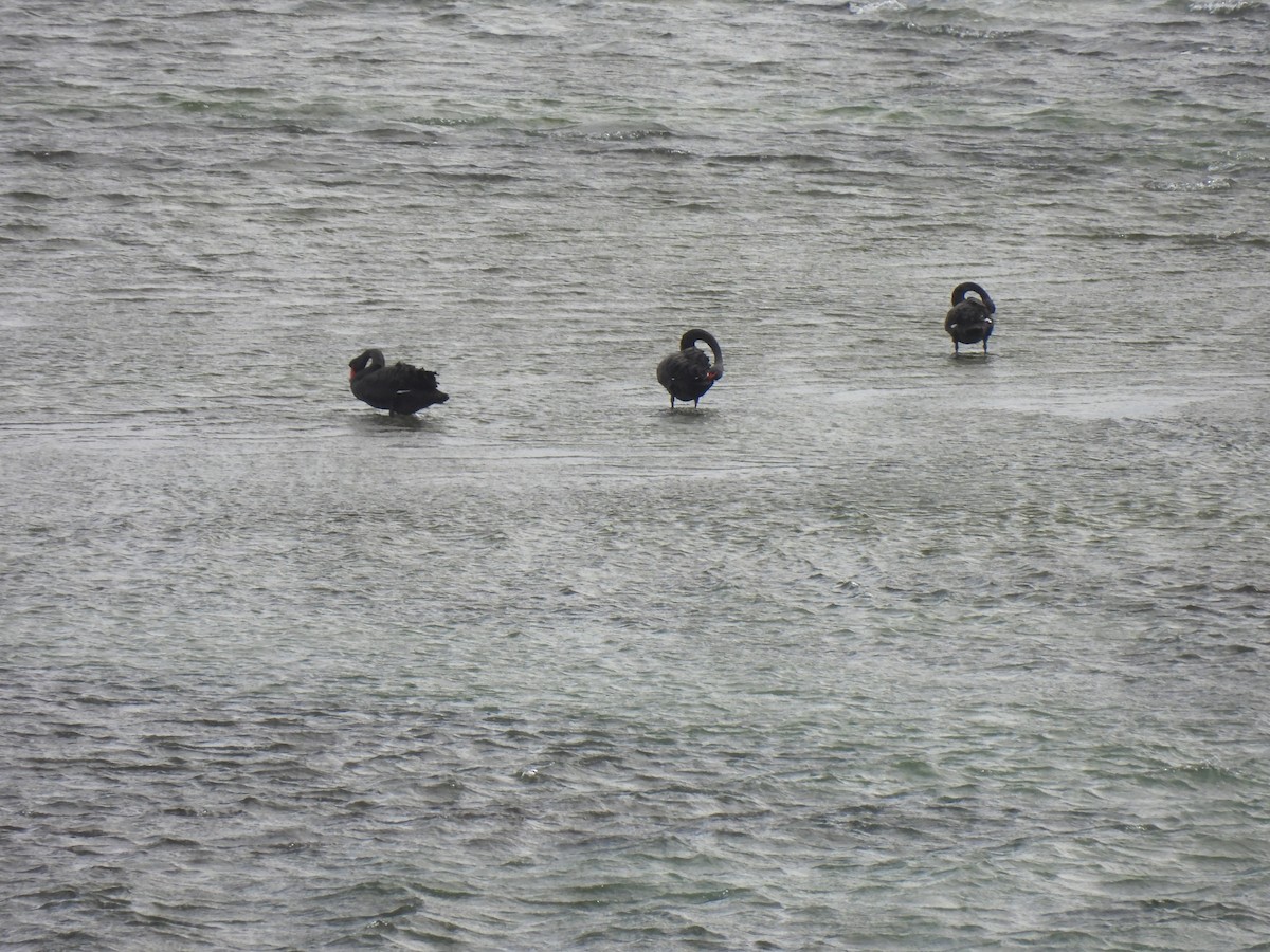 Black Swan - ML629280823