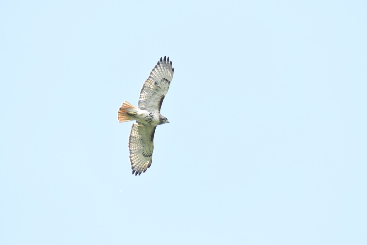 Red-tailed Hawk - ML629280833