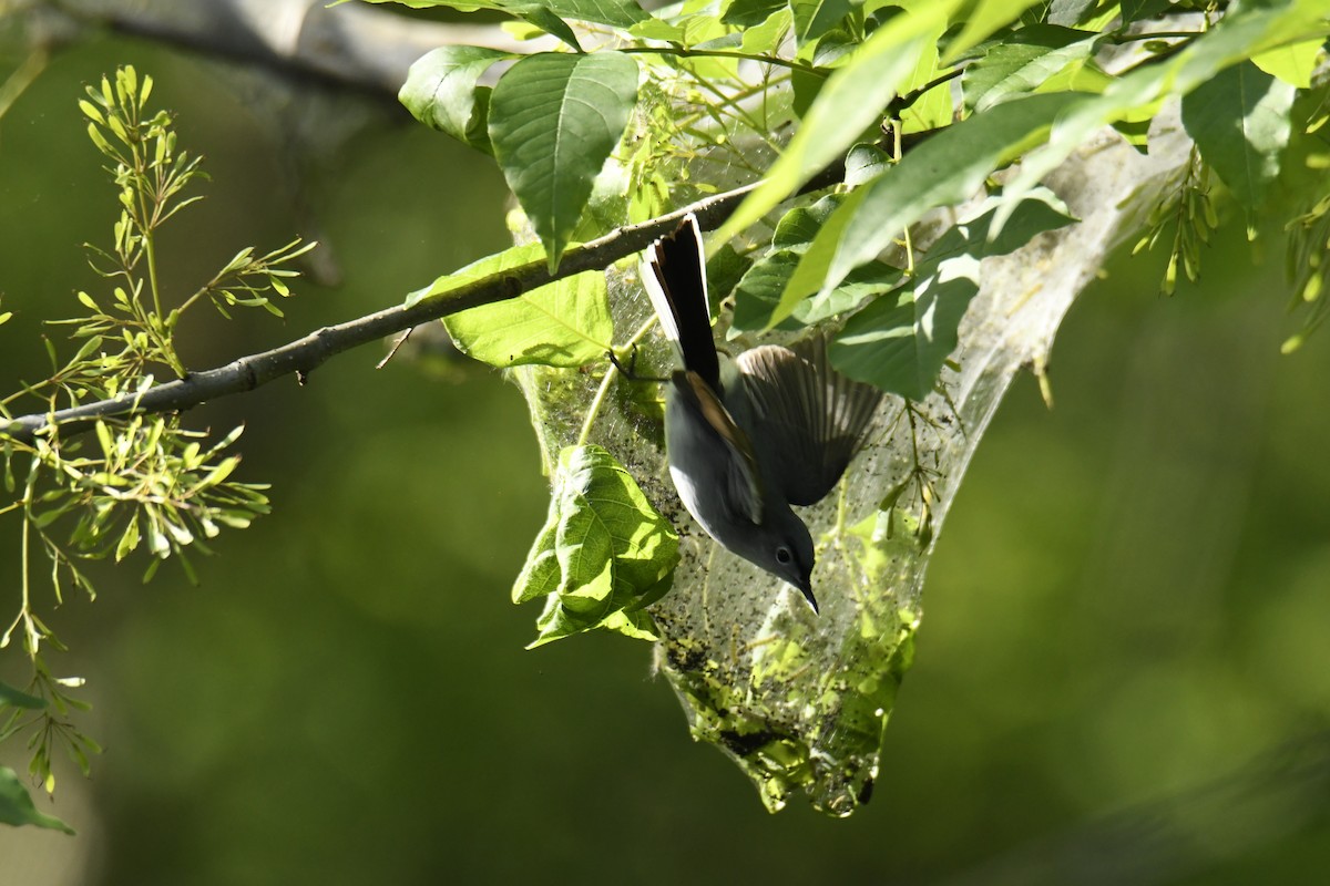 Blue-gray Gnatcatcher - ML629280878