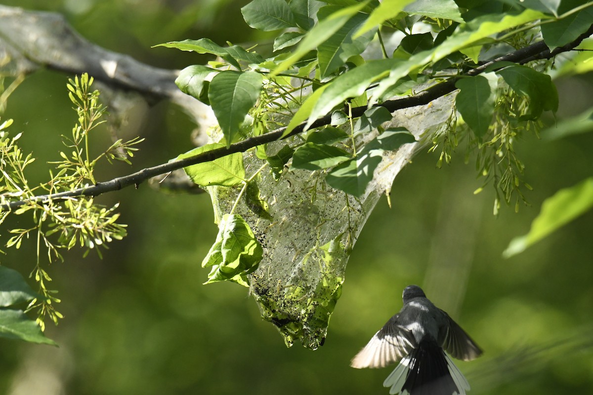Blue-gray Gnatcatcher - ML629280880