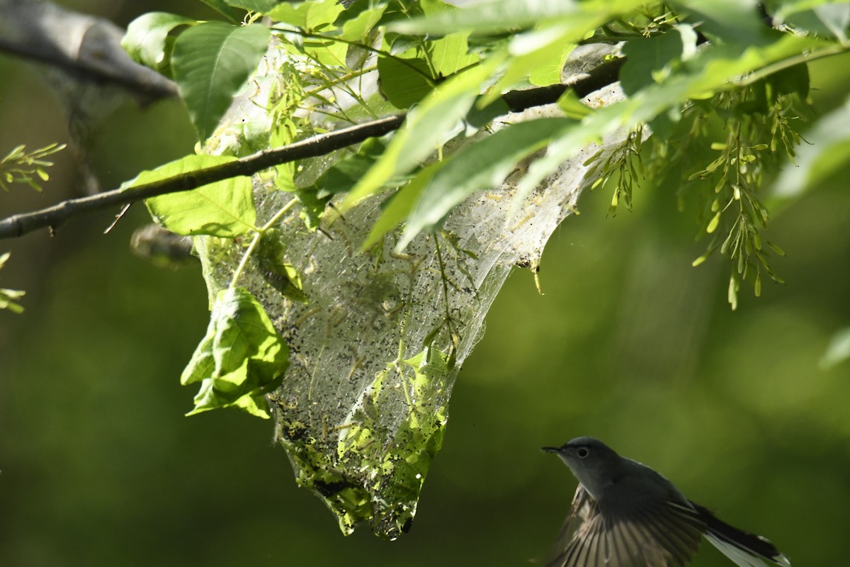 Blue-gray Gnatcatcher - ML629280881