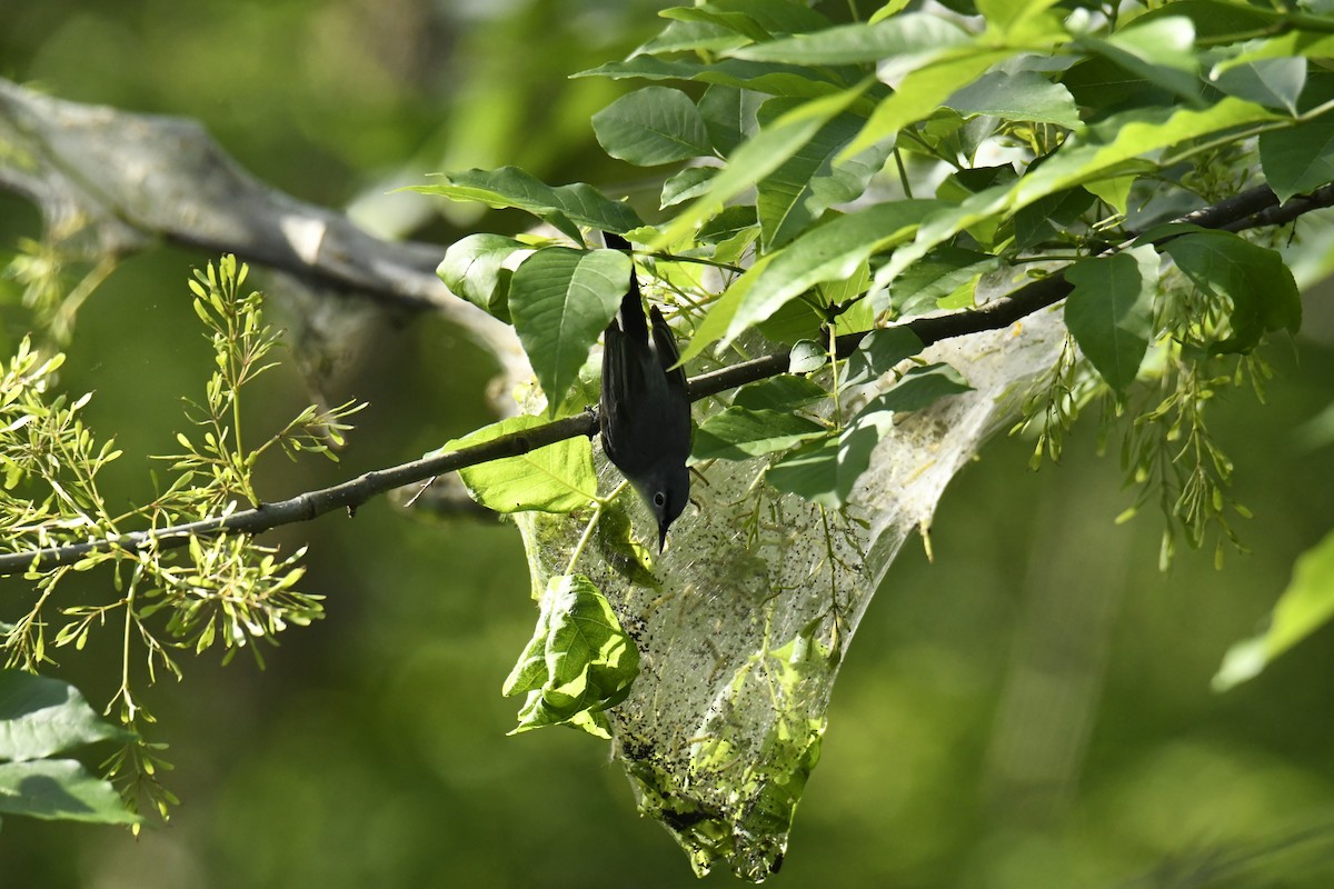 Blue-gray Gnatcatcher - ML629280882