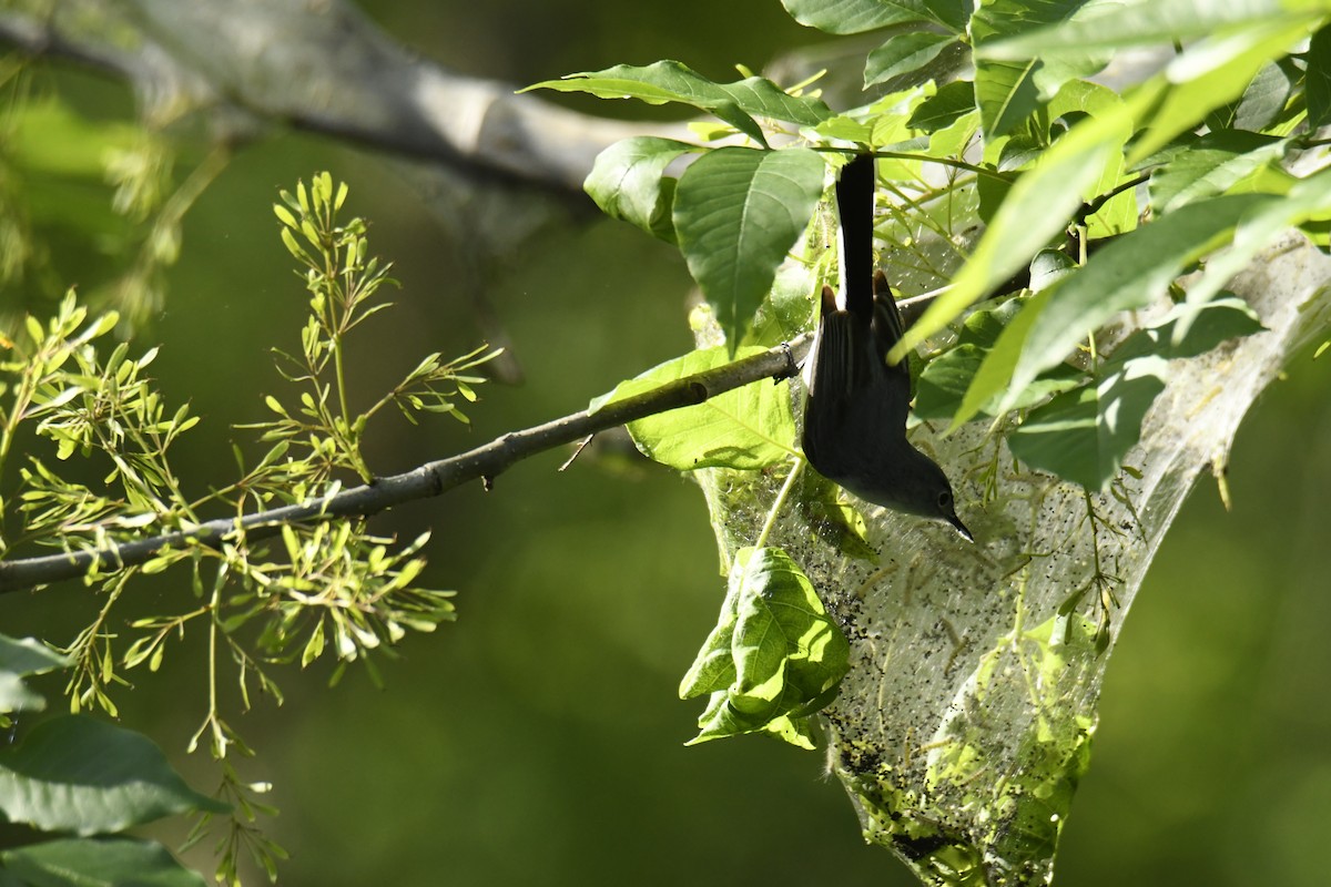 Blue-gray Gnatcatcher - ML629280883