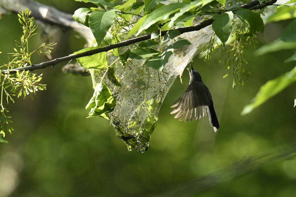 Blue-gray Gnatcatcher - ML629280886