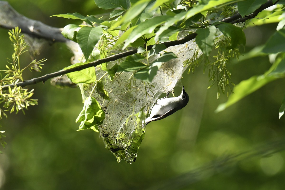 Blue-gray Gnatcatcher - ML629280891