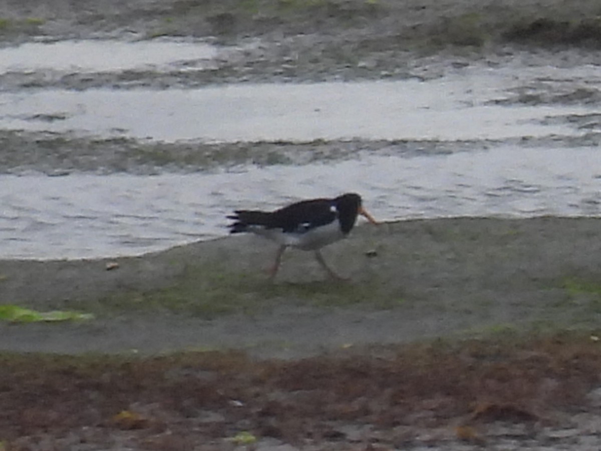 South Island Oystercatcher - ML629280998