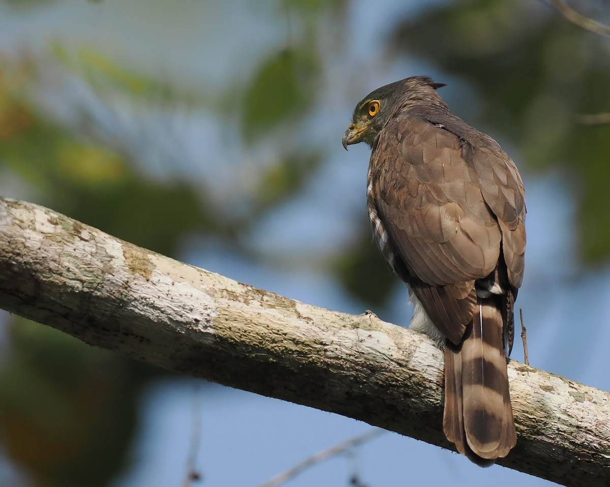 Crested Goshawk - ML629281196