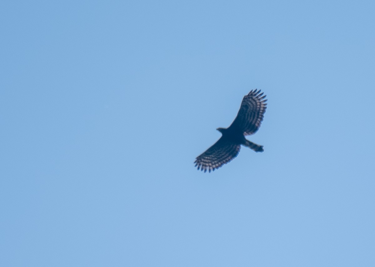 Black Hawk-Eagle - ML629281278