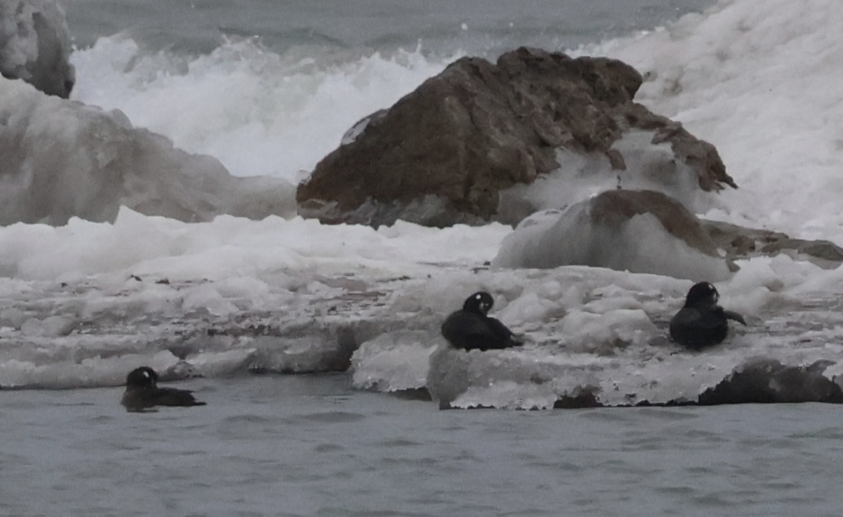 Harlequin Duck - ML629281289