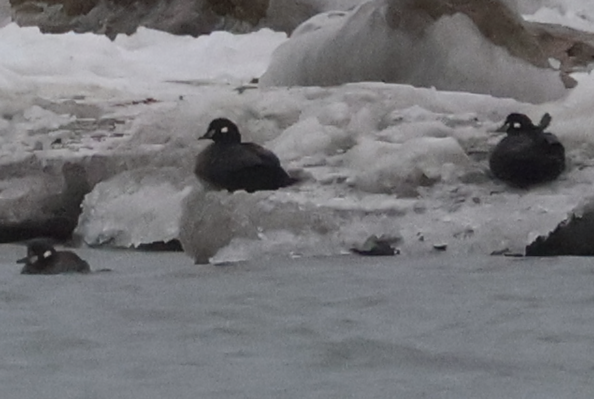 Harlequin Duck - ML629281290