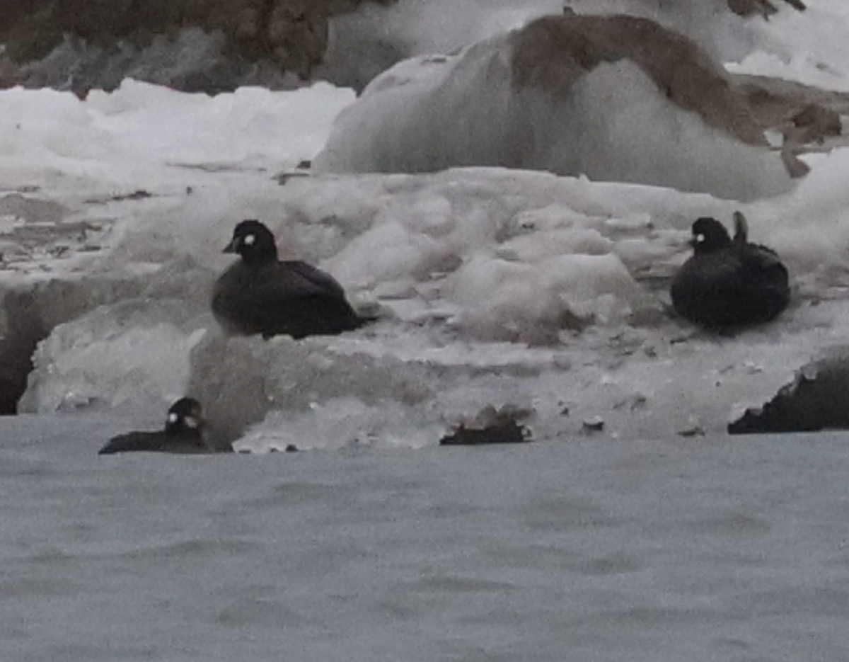 Harlequin Duck - ML629281291