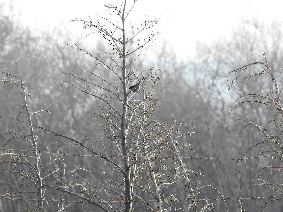 Sardinian Warbler - ML629281332