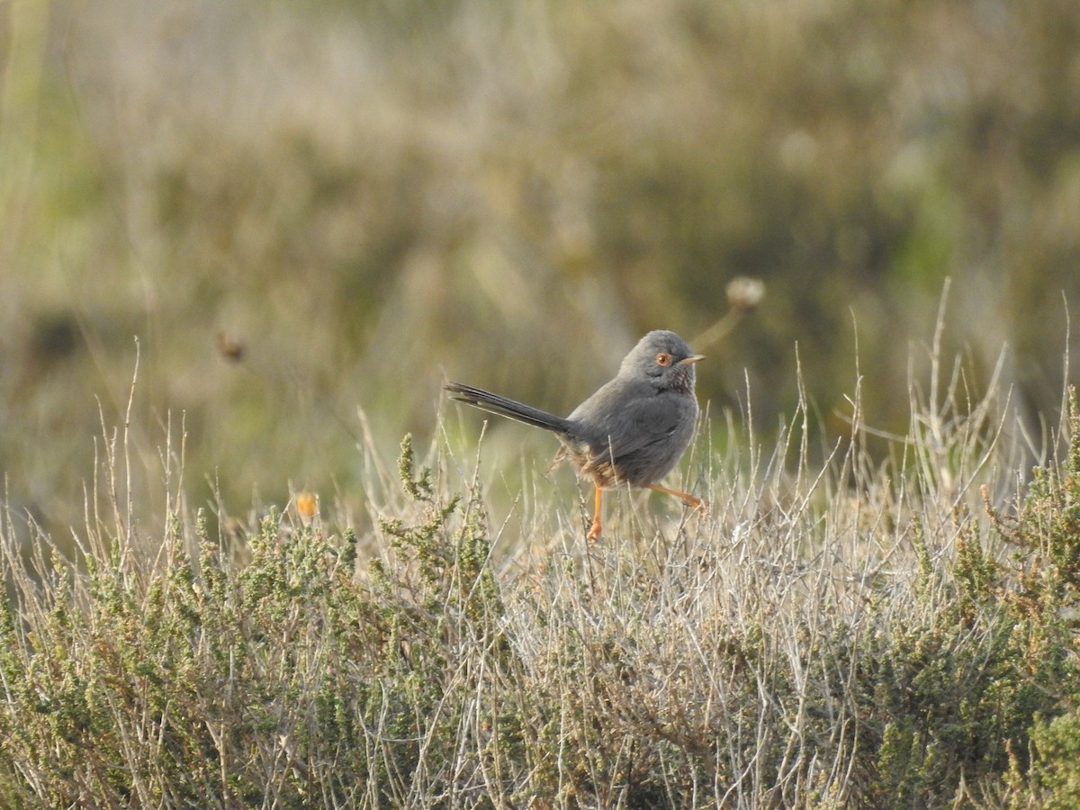 Dartford Warbler - ML629281354