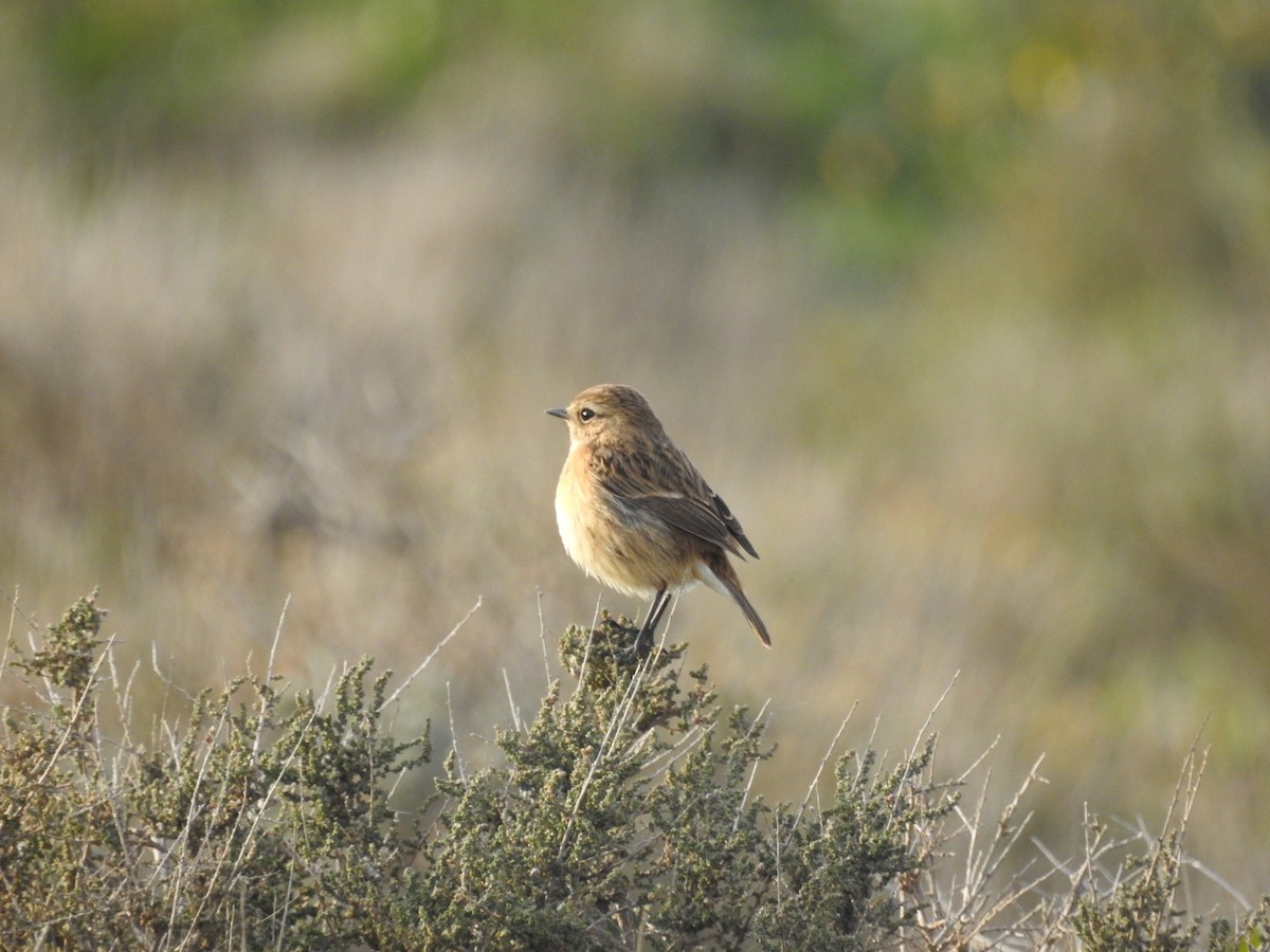 European Stonechat - ML629281371