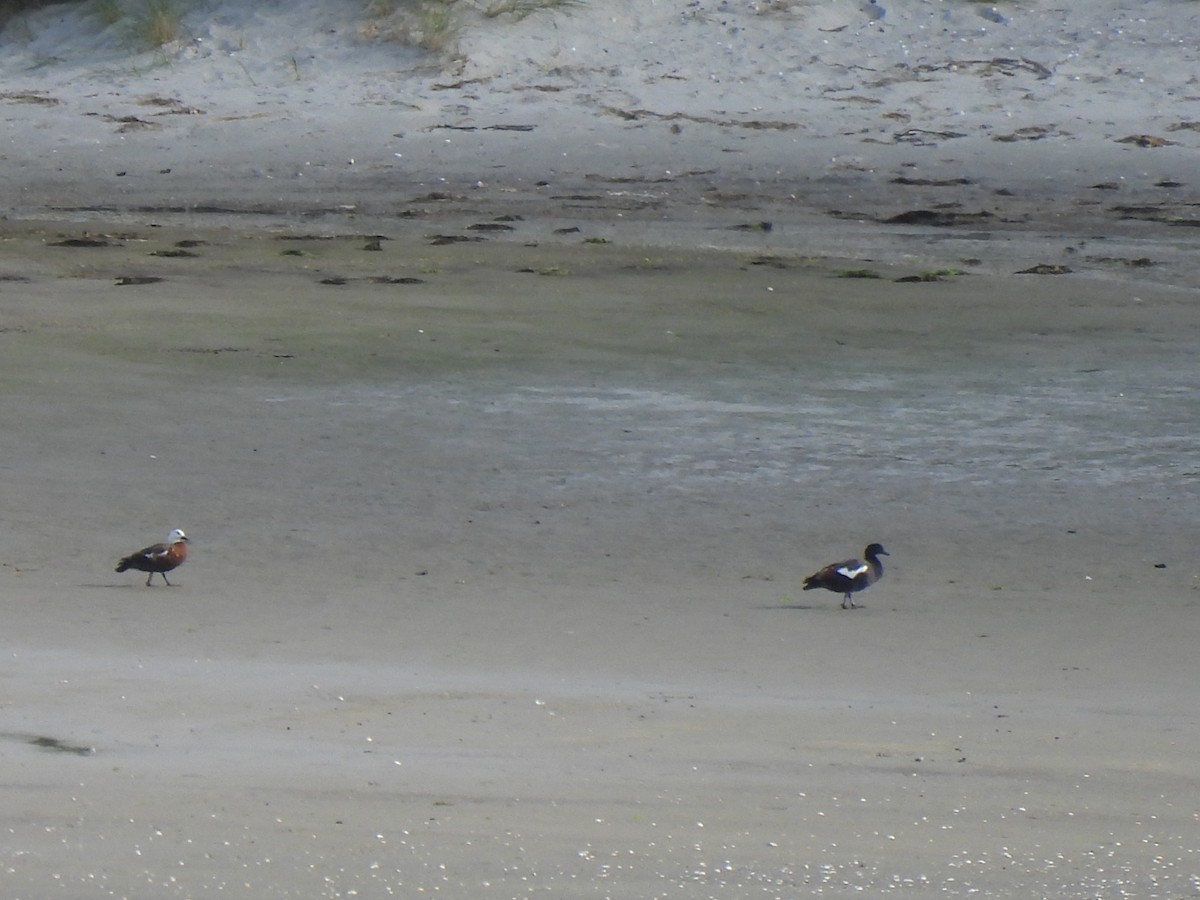 Paradise Shelduck - ML629281384