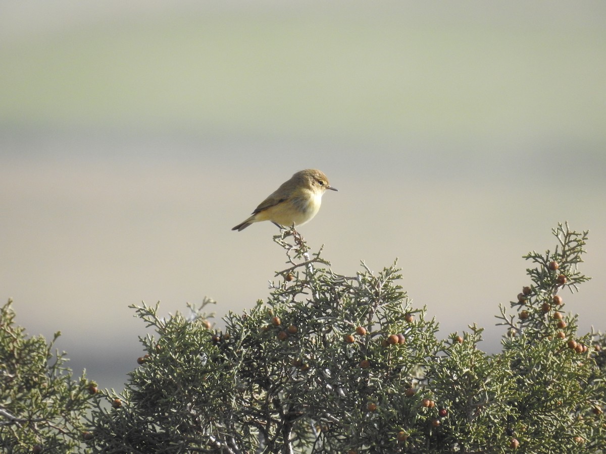 Common Chiffchaff - ML629281386