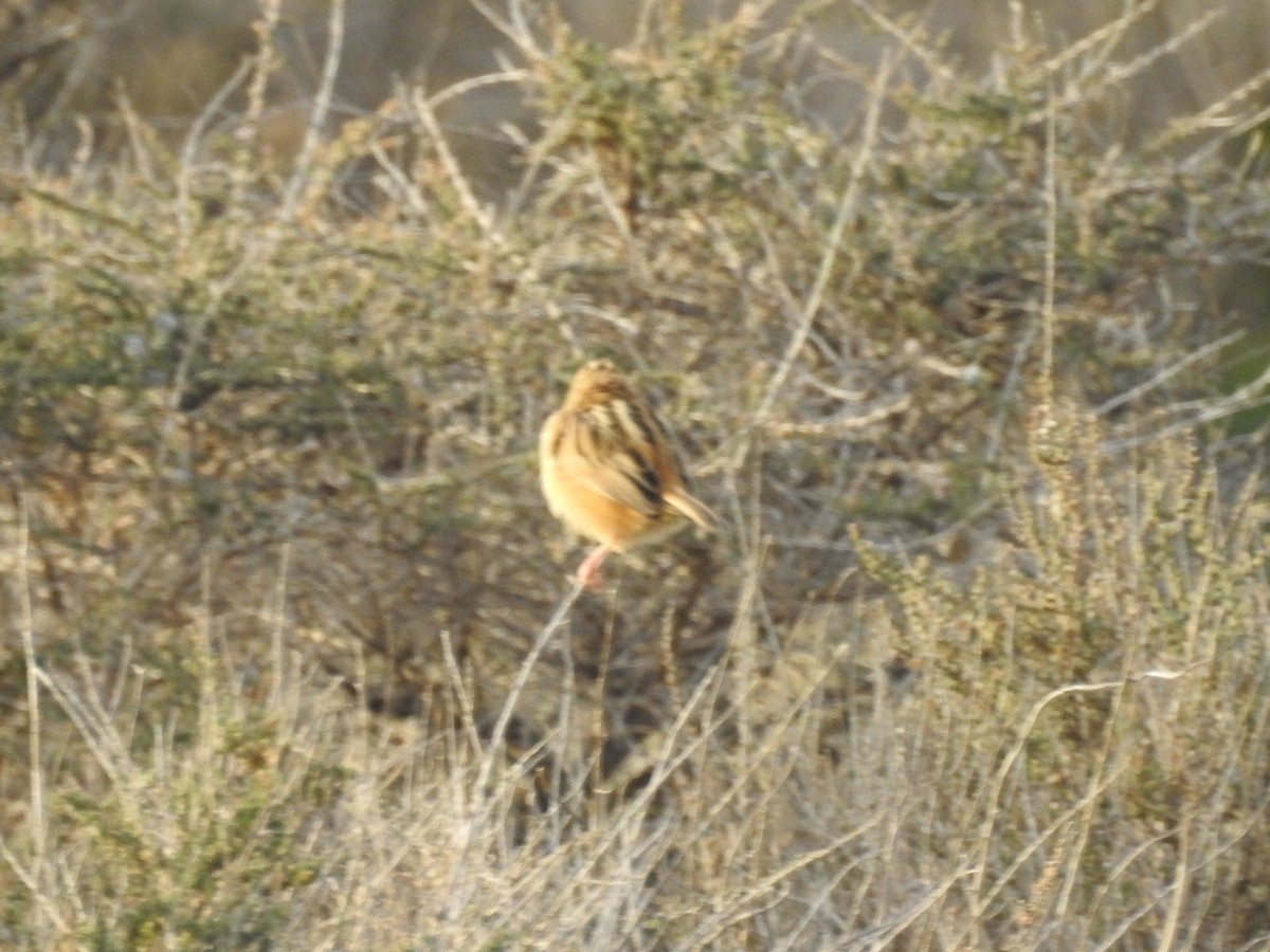 Zitting Cisticola - ML629281400