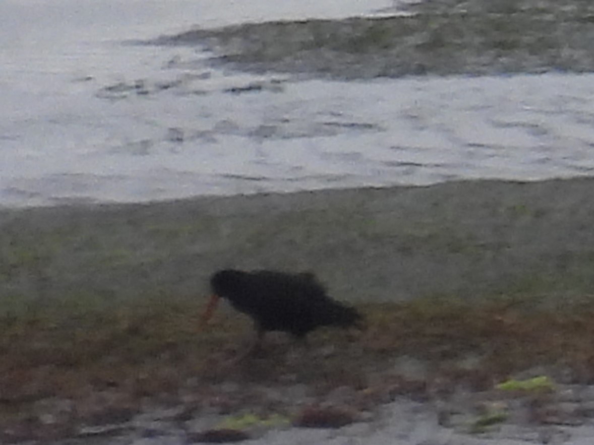 Variable Oystercatcher - ML629281408
